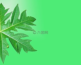紋理,性質(zhì),葉