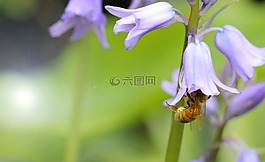 藍色鈴鐺,春,藍色