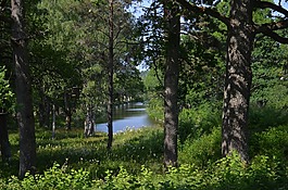 森林,夏天,通道