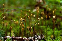 經(jīng)濟(jì)增長(zhǎng),苔,森林