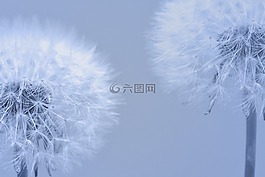 蒲公英,自然,植物