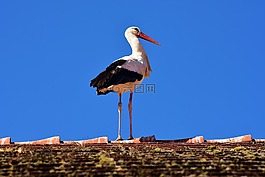 鸛,鳥,飛
