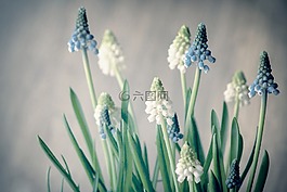 廠,花,性質(zhì)