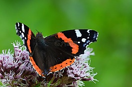 蝴蝶,昆蟲(chóng),收集花蜜
