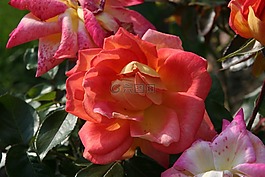 廠,花,玫瑰