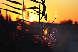 日落,叶子,橙色