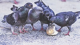 鴿子,四,鳥