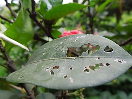 花,采取,尼康