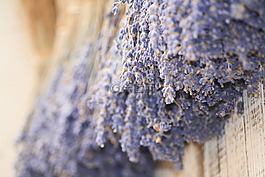 熏衣草,普羅旺斯,花