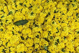 鮮花,花的,裝修
