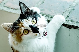 貓