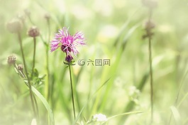 圖像,繪畫,繪