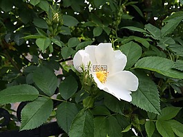 野生玫瑰,白,性質(zhì)