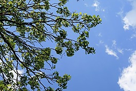 分支機構(gòu),樹,葉子