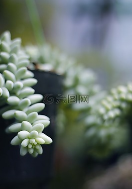 仙人掌,花,自然