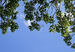 分支機構(gòu),樹,葉子