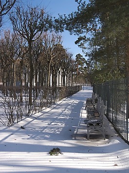 冬天,雪,樹