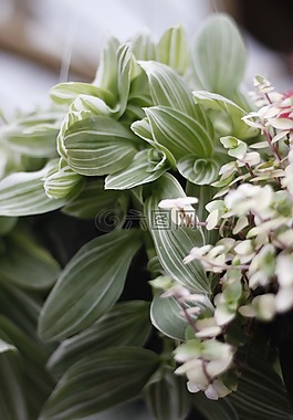 花,自然,植物