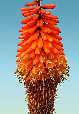 性質(zhì),花,開花