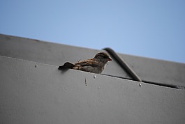 麻雀,等待,鳥