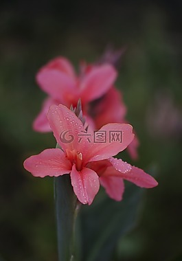 花,越南,自然