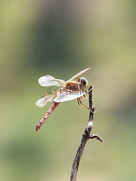 紅蜻蜓,分支機構(gòu),背光