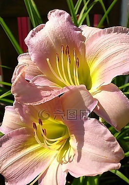 百合,花,粉紅色