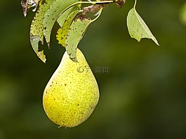 梨,水果,樹