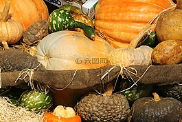南瓜,壁球,蔬菜