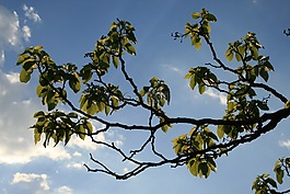 分支機(jī)構(gòu),彎,葉子