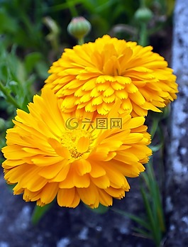 鮮花,花,植物