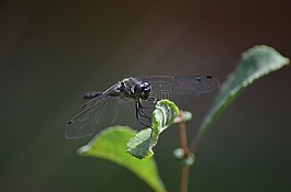蜻蜓,昆虫,昆虫飞行
