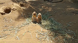 草原土撥鼠,動物園,雙胞胎
