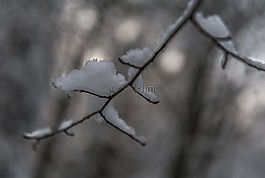 科,雪,冬天