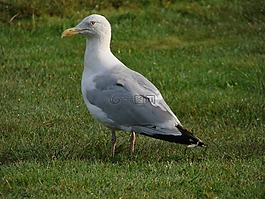 鳥(niǎo),海鷗,水禽