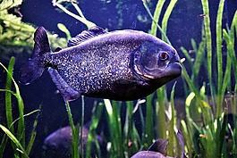 水下,性質(zhì),魚
