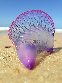 水母,海灘,沙