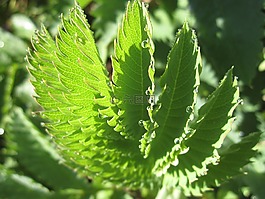 露水,花園,植物