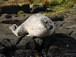 海獅,水,頭