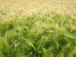 谷物,收獲,綠色