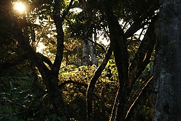叢林,公園,國家