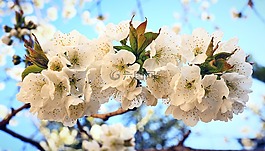 櫻桃,開花,春