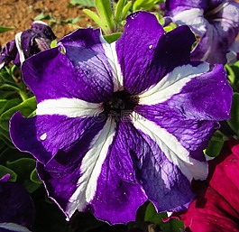 三色堇,花,植物
