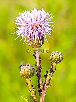 薊,花,開花