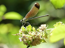 蜻蜓,豆娘,calopteryx haemorrhoidalis