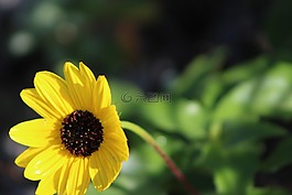 花,黃色,粉紅色