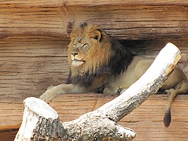 獅子,動(dòng)物園,動(dòng)物