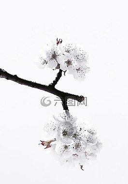 櫻桃,開花,春