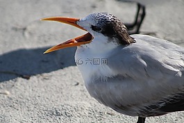 鳥,野生動物,動物
