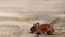 鼠標(biāo),嚙齒動(dòng)物,可愛
